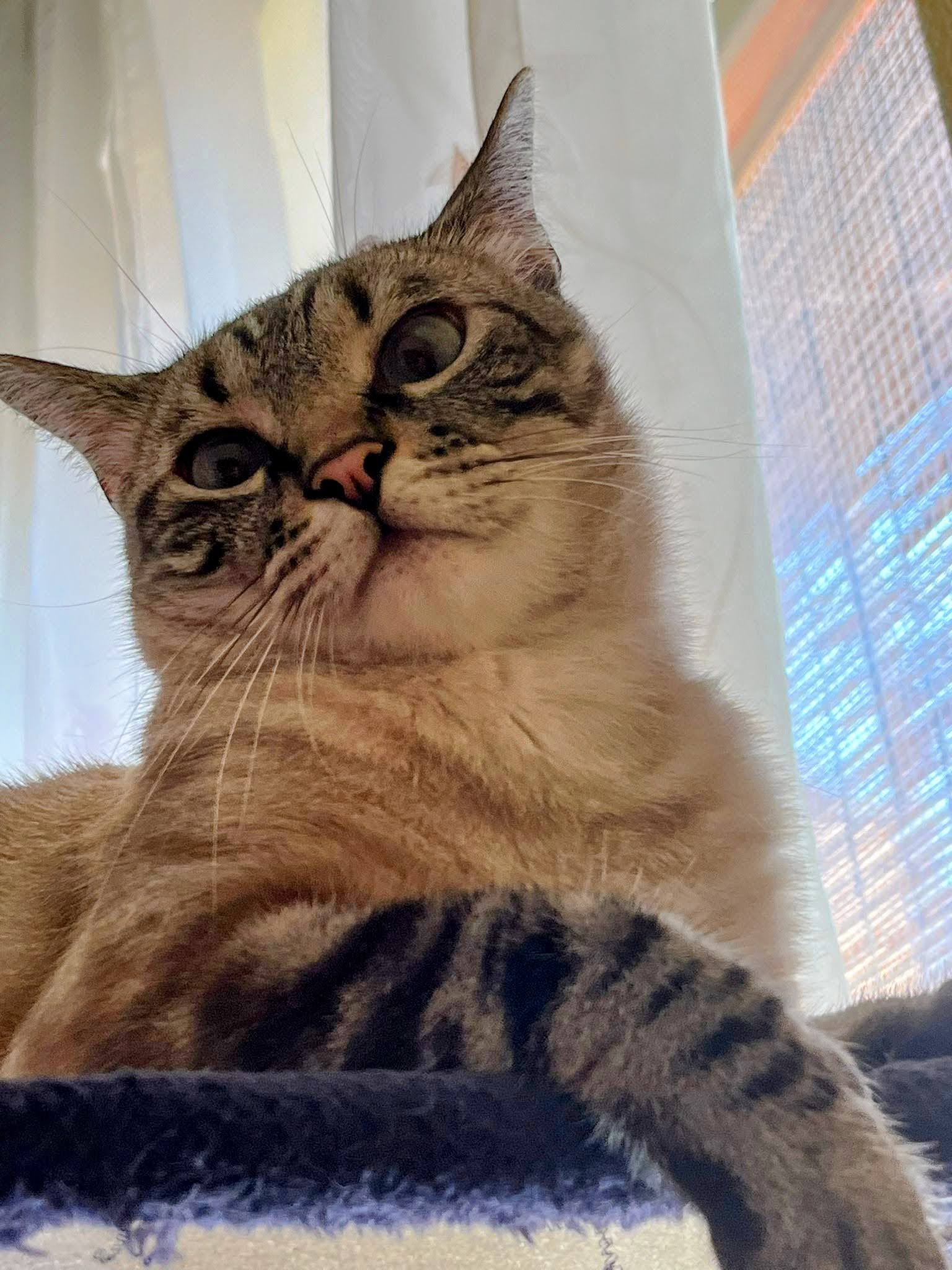 tom 3 años